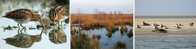 watersnippen - Fochteloërveen - gewone zeehonden