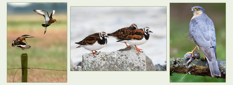 onderzoek naar vogels