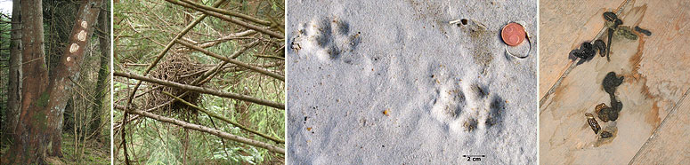 Zwarte specht - Eekhoornest - vossenprenten in schelpenzand - steenmarterkeutels op oude zolder