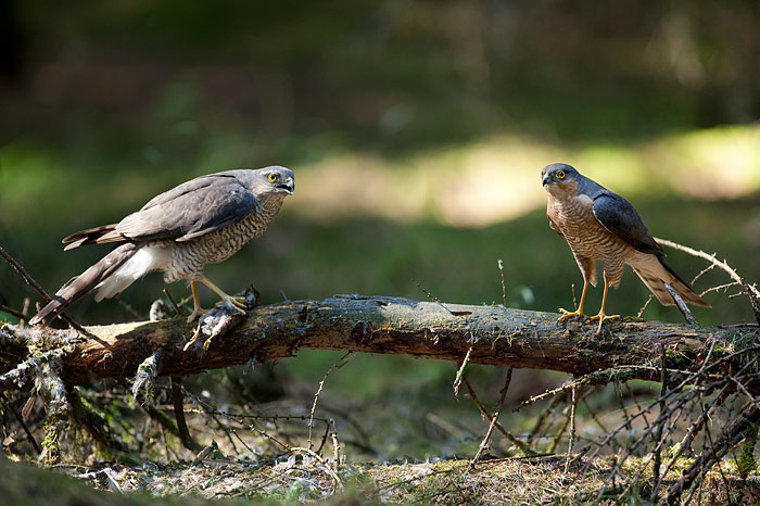 ecologische quick scan en natuurwaardenonderzoek