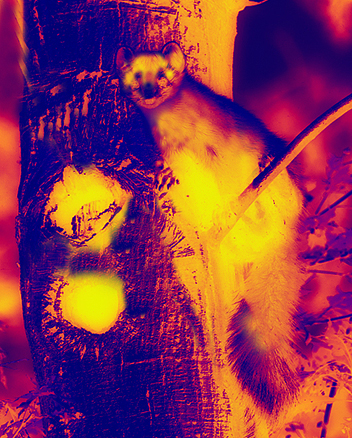 boommarter-IR