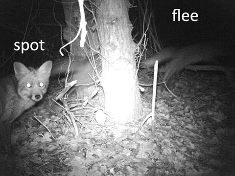 Bij monitoring van dieren met cameratrapping komt veel kijken, zoals rekening houden met het schrikgedrag dat sommige dieren laten zien voor een cameraval.