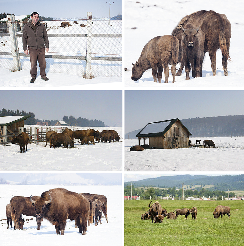 Rewilding met wisenten of bisons