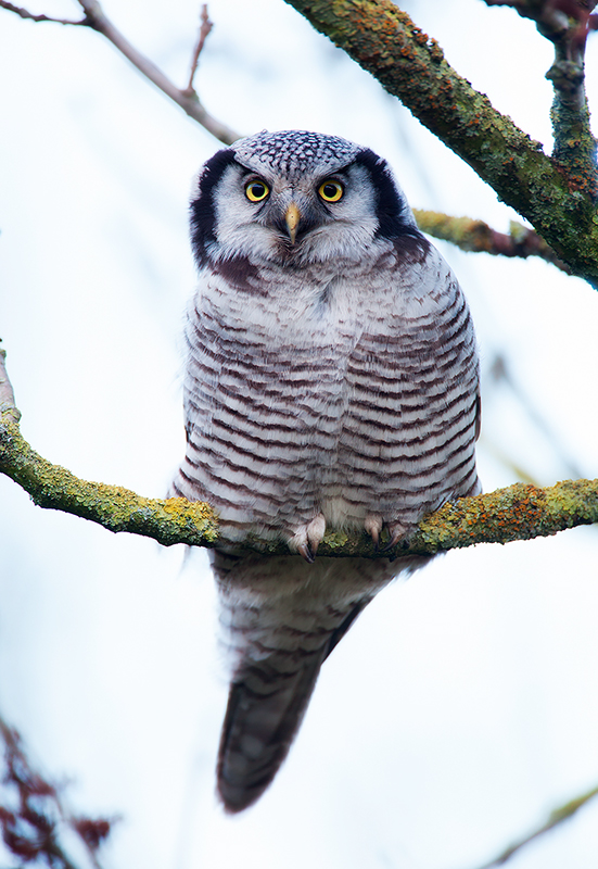 Hawk Owl