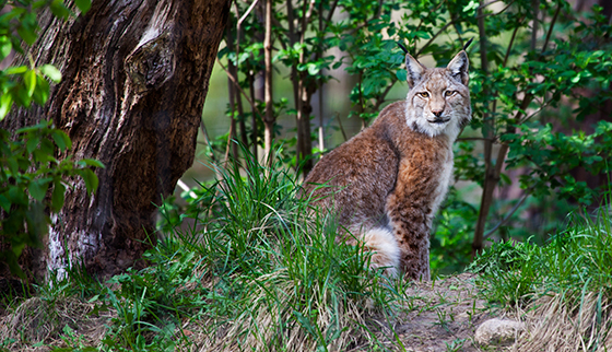 Lynx-3_Erwin-van-Maanen