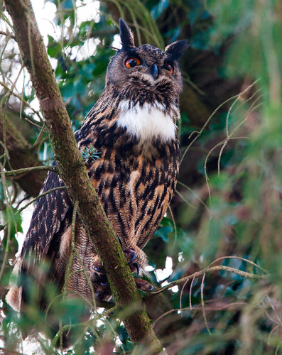 Faunavoorzieningen natuurbescherming uilen