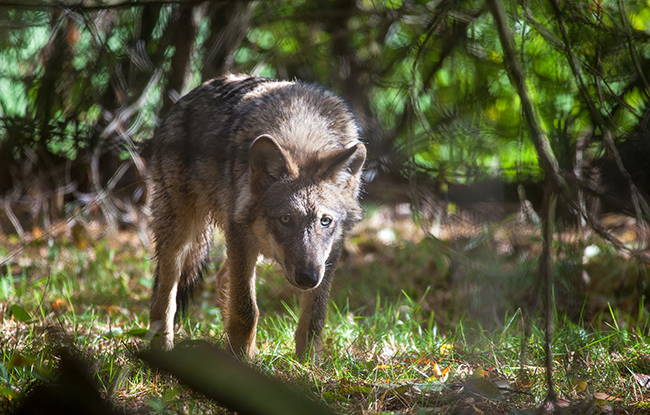 Wolf wolvin EcoNatura