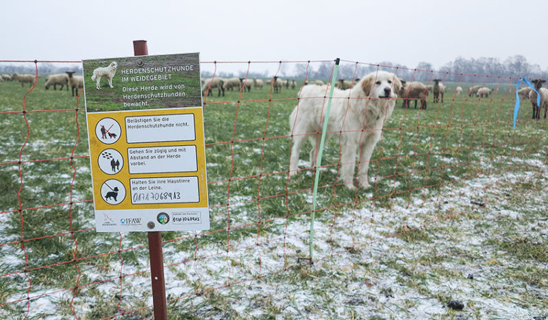 Lezing over de wolf